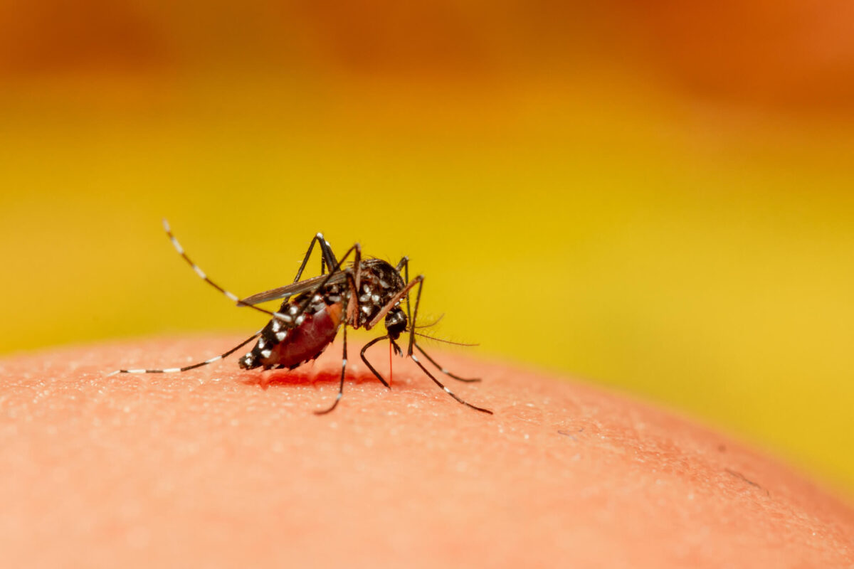 Em meio à pandemia, Brasil registra mais de 100 mil casos suspeitos de dengue no primeiro trimestre de 2021