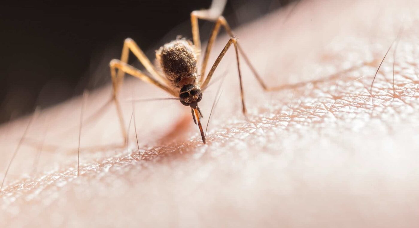 Dia Mundial da Malária traz consciência sobre doença que ainda tem grande impacto no Brasil
