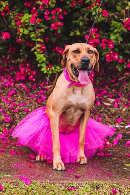 Dia dos Animais - Você sabia que os animais também podem ter câncer de mama?