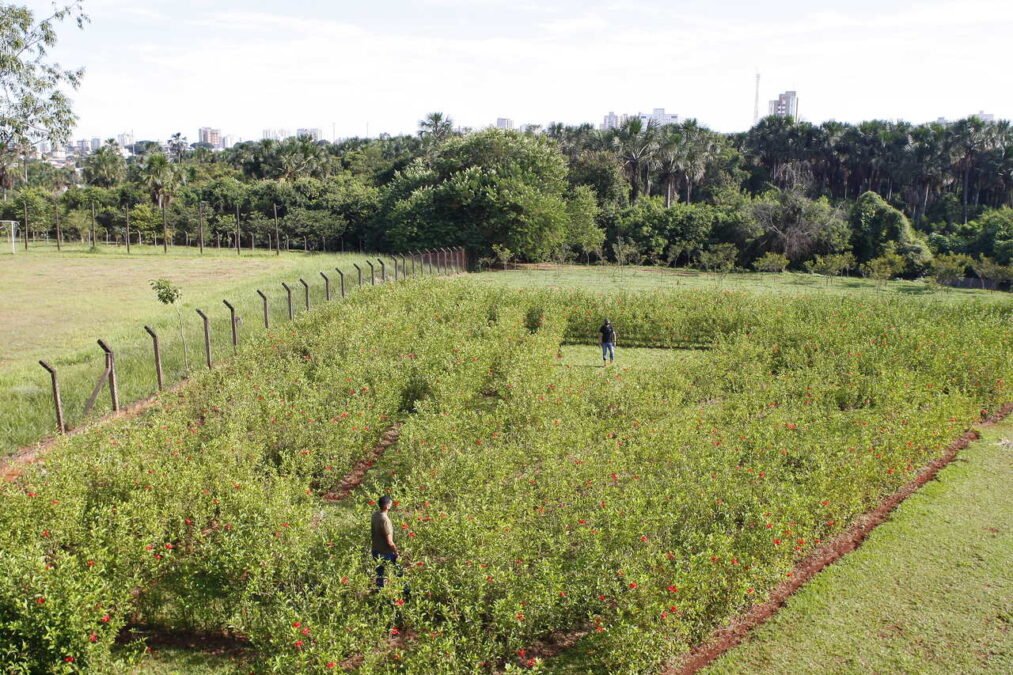 Foto: Divulgação/PMU