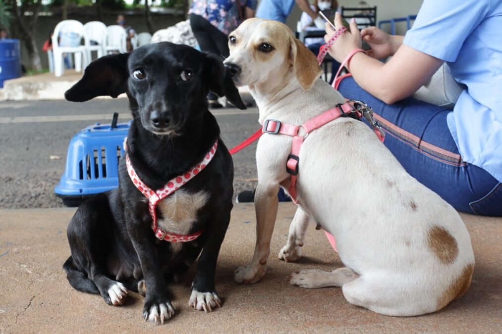Foto: Divulgação/PMU